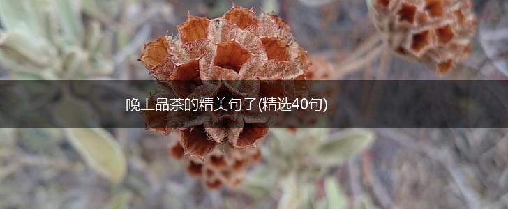 晚上品茶的精美句子(精选40句),第1张
