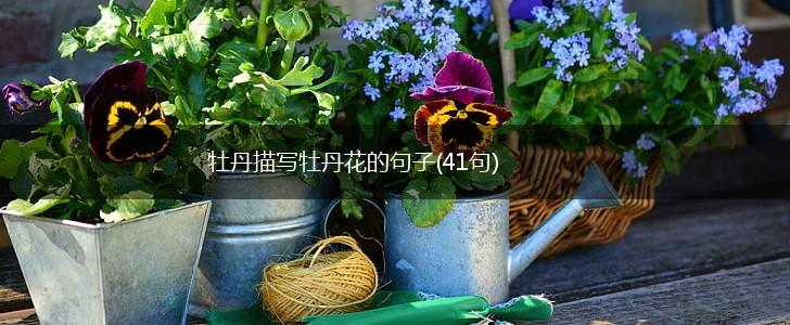 牡丹描写牡丹花的句子(41句),第1张