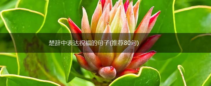 楚辞中表达祝福的句子(推荐80句),第1张
