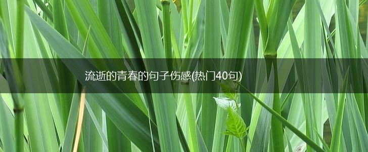 流逝的青春的句子伤感(热门40句),第1张