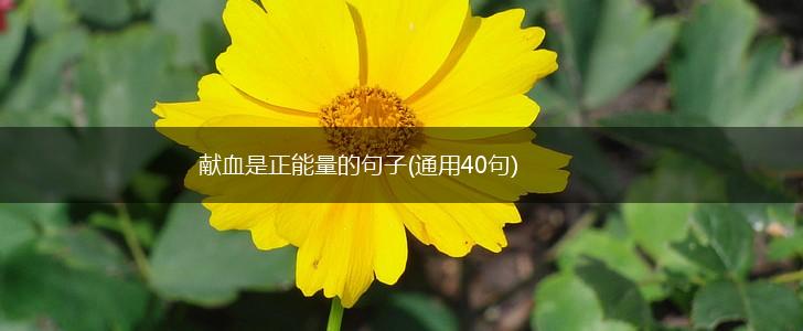 献血是正能量的句子(通用40句),第1张