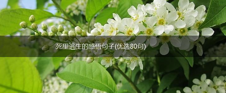 死里逃生的感悟句子(优选80句),第1张