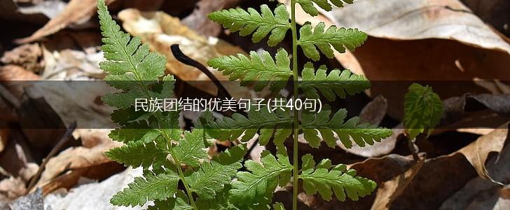民族团结的优美句子(共40句),第1张