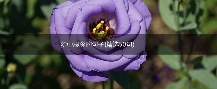 梦中思念的句子(精选50句),第1张