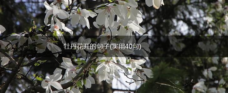 牡丹花开的句子(实用40句),第1张
