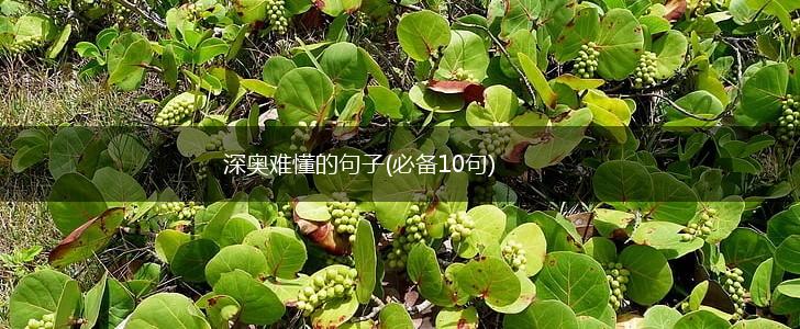 深奥难懂的句子(必备10句),第1张
