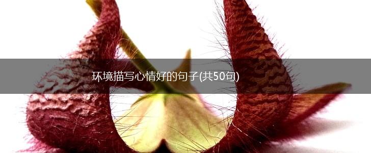 环境描写心情好的句子(共50句),第1张