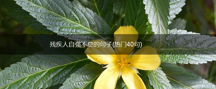 残疾人自强不息的句子(热门40句),第1张