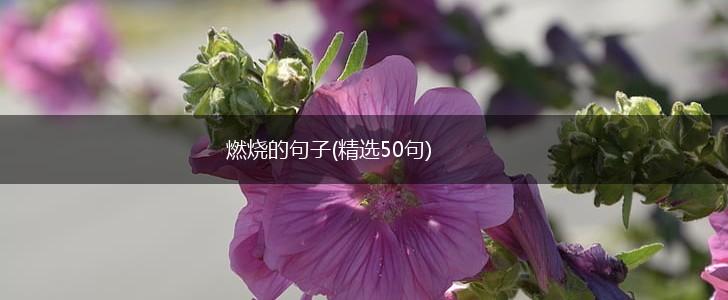 燃烧的句子(精选50句),第1张