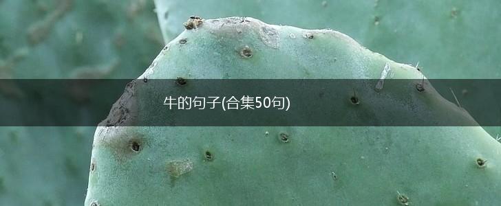 牛的句子(合集50句),第1张