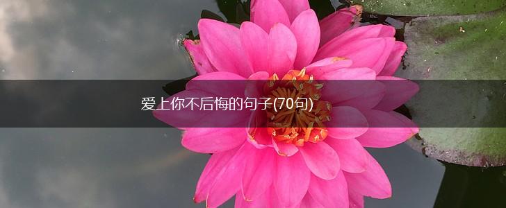 爱上你不后悔的句子(70句),第1张