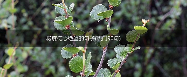极度伤心绝望的句子(热门90句),第1张