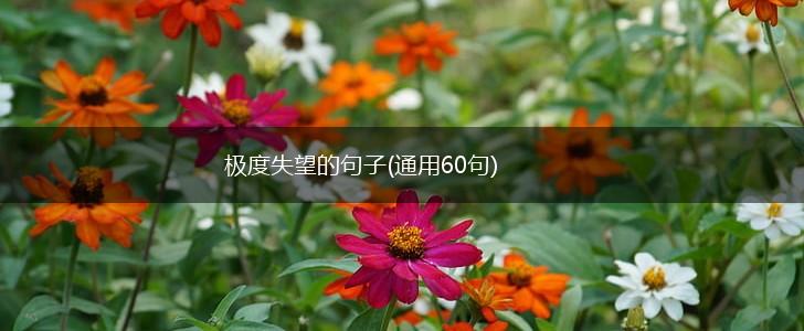 极度失望的句子(通用60句),第1张