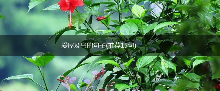 爱屋及乌的句子(推荐15句),第1张