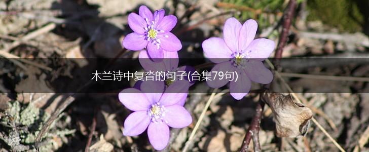 木兰诗中复沓的句子(合集79句),第1张