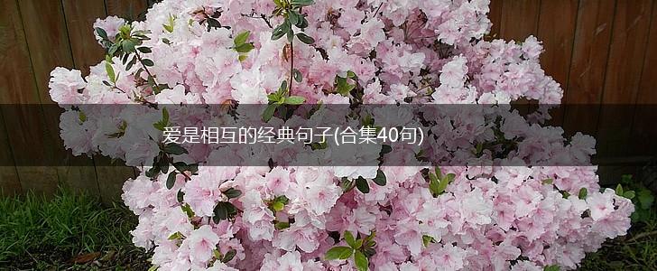 爱是相互的经典句子(合集40句),第1张