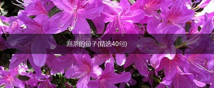 泡茶的句子(精选40句),第1张
