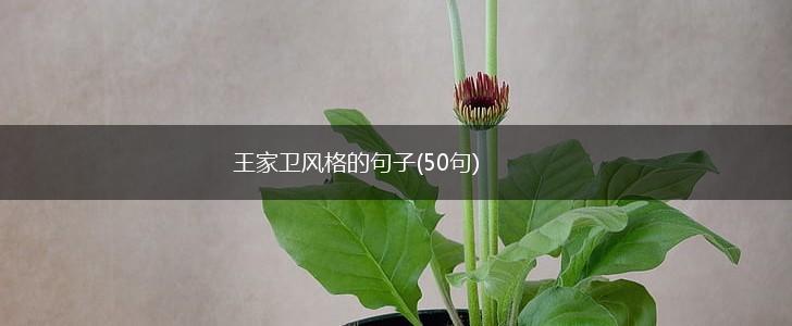 王家卫风格的句子(50句),第1张
