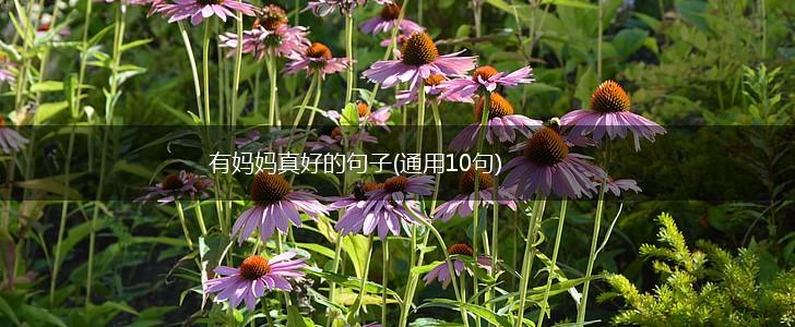 有妈妈真好的句子(通用10句),第1张