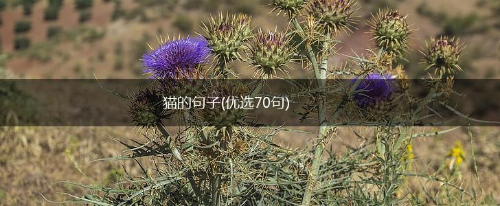 猫的句子(优选70句),第1张