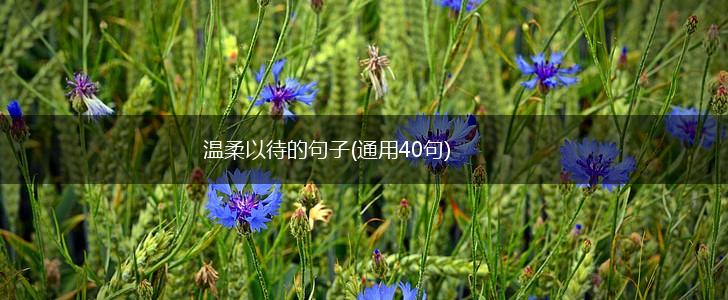 温柔以待的句子(通用40句),第1张
