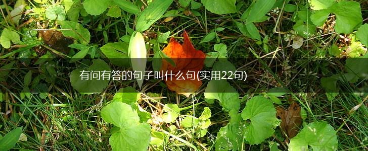 有问有答的句子叫什么句(实用22句),第1张
