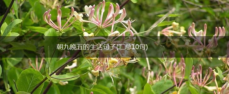 朝九晚五的生活句子(汇总10句),第1张