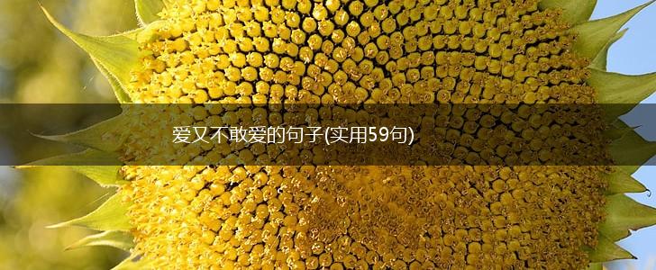 爱又不敢爱的句子(实用59句),第1张