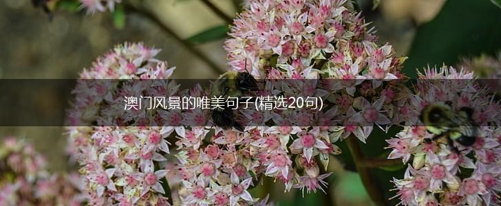 澳门风景的唯美句子(精选20句),第1张