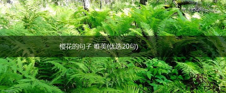 樱花的句子 唯美(优选20句),第1张