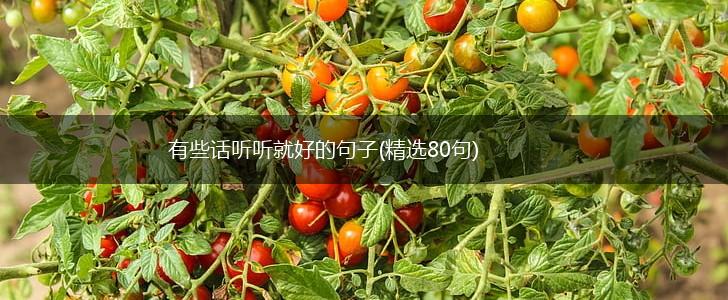 有些话听听就好的句子(精选80句),第1张