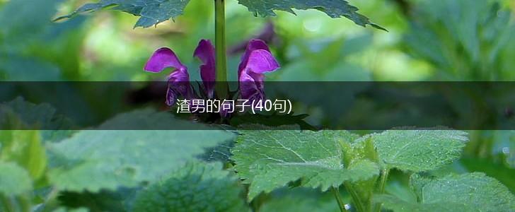 渣男的句子(40句),第1张