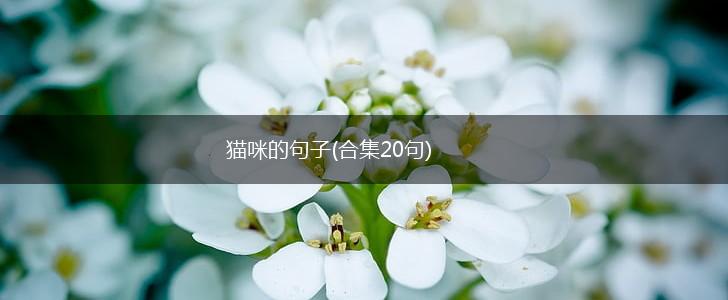 猫咪的句子(合集20句),第1张