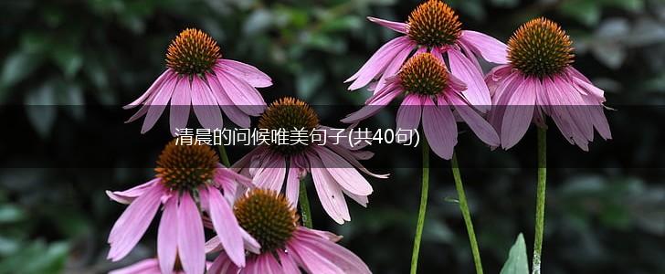 清晨的问候唯美句子(共40句),第1张