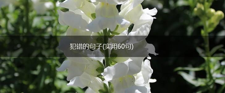 犯错的句子(实用60句),第1张