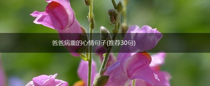 爸爸病重的心情句子(推荐30句),第1张