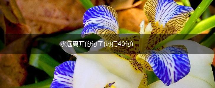 永远离开的句子(热门40句),第1张
