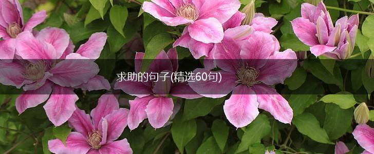 求助的句子(精选60句),第1张