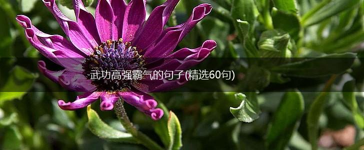 武功高强霸气的句子(精选60句),第1张