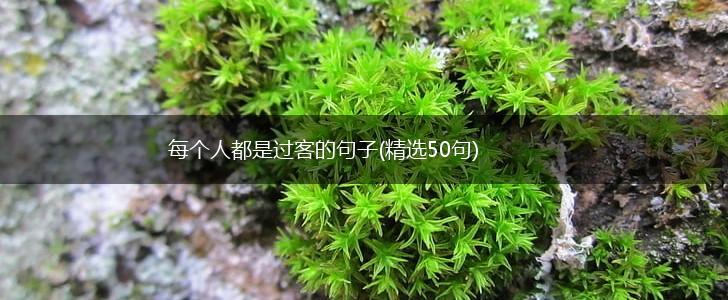每个人都是过客的句子(精选50句),第1张