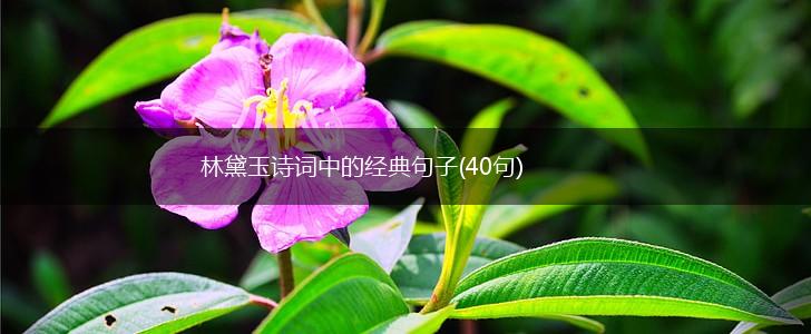 林黛玉诗词中的经典句子(40句),第1张