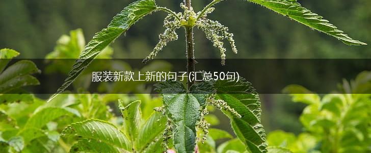 服装新款上新的句子(汇总50句),第1张