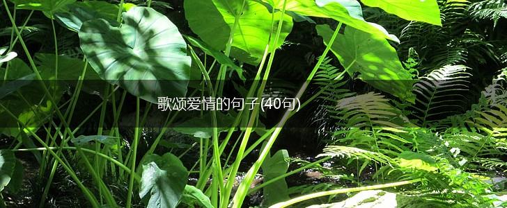 歌颂爱情的句子(40句),第1张
