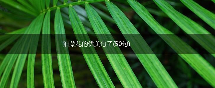 油菜花的优美句子(50句),第1张