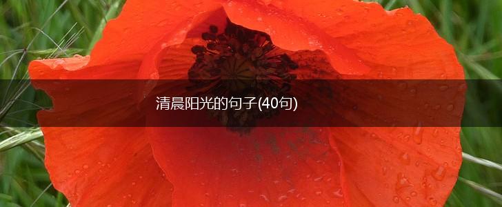 清晨阳光的句子(40句),第1张