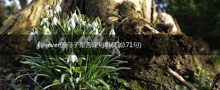 有never的句子是否定句吗(汇总71句),第1张