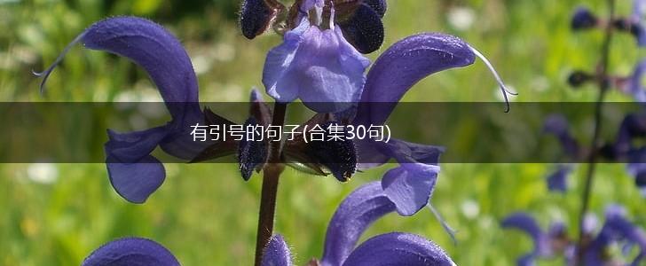 有引号的句子(合集30句),第1张