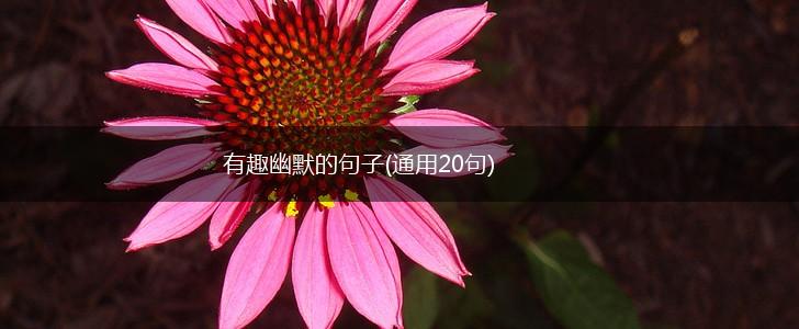 有趣幽默的句子(通用20句),第1张