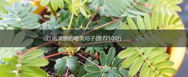 江南美景的唯美句子(推荐50句),第1张