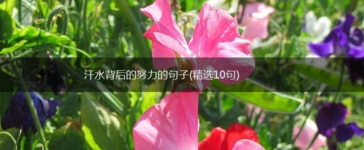 汗水背后的努力的句子(精选10句),第1张